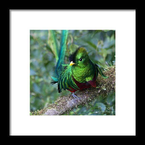 Bird Framed Print featuring the photograph Quetzal by Heiko Koehrer-Wagner