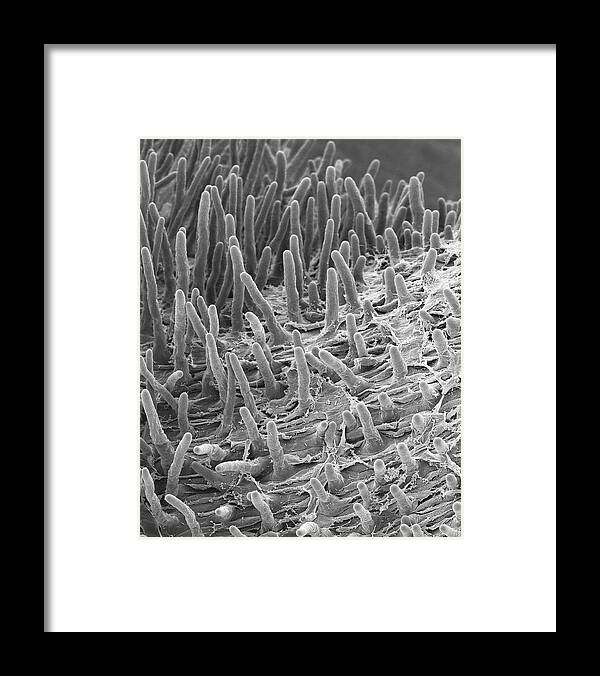 98344c Framed Print featuring the photograph Radish Seed Root Hairs (raphanus Sativus) #3 by Dennis Kunkel Microscopy/science Photo Library