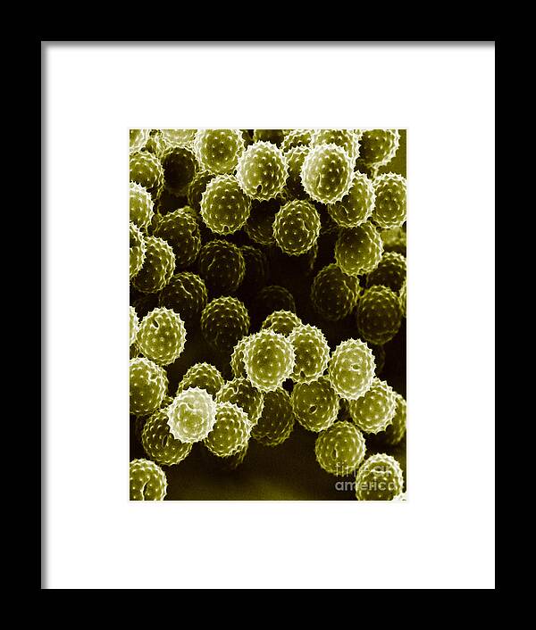 Allergen Framed Print featuring the photograph Ragweed Pollen Sem #3 by David M. Phillips / The Population Council