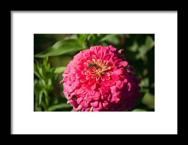Bee Framed Print featuring the photograph Red Flower #3 by Susan Jensen