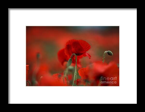 Poppy Framed Print featuring the photograph Red #3 by Nailia Schwarz