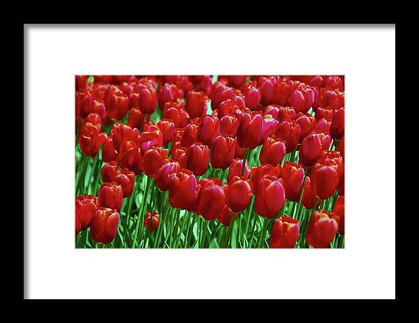 Red Tulips Framed Print featuring the photograph Red Tulips by Allen Beatty