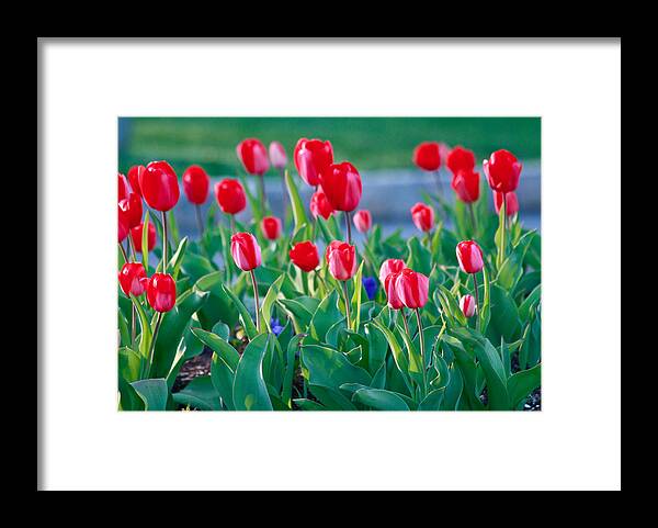 Nature Up Close Framed Print featuring the photograph Red Tulips #3 by Ann Murphy