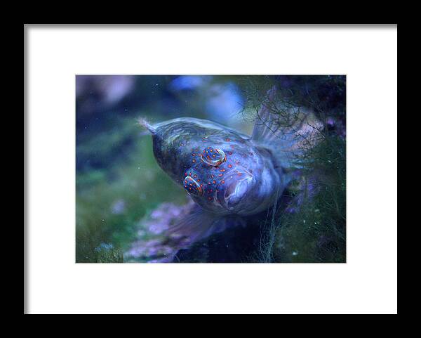 Redspotted Framed Print featuring the photograph Redspotted Hawkfish by Savannah Gibbs