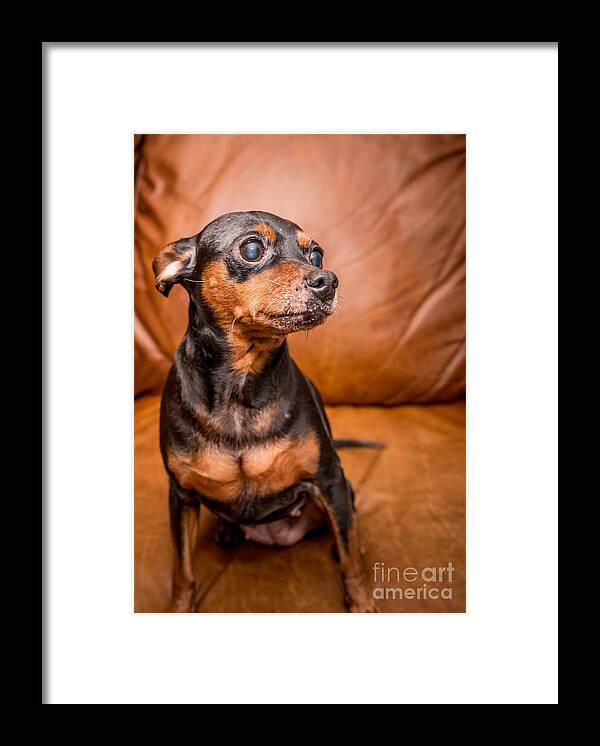 Miniature Pinscher Framed Print featuring the photograph 3 Resized by Jim DeLillo