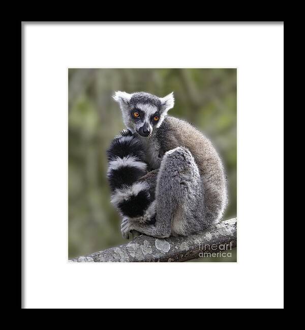Ring-tailed Lemur Framed Print featuring the photograph Ring-tailed Lemur #1 by Liz Leyden