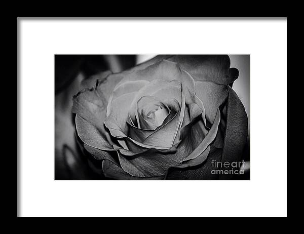 Black And White Rose Framed Print featuring the photograph Rose by Deena Withycombe