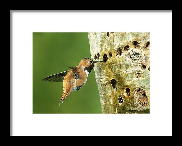Rufous Hummingbird Framed Print featuring the photograph Rufous Hummingbird #3 by Anthony Mercieca