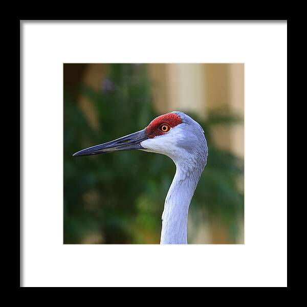 Sandhill Crane Bird Framed Print featuring the photograph Sandhill Crane Bird #3 by Mina Isaac