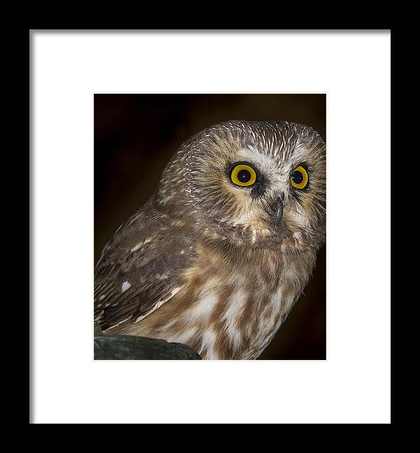 Owl Framed Print featuring the photograph Saw-Whet #3 by Jean Noren