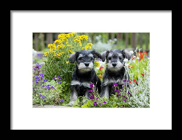 Dog Framed Print featuring the photograph Schnauzer Puppy Dogs #3 by John Daniels