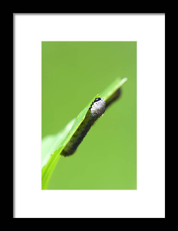 Botany Framed Print featuring the photograph Solomon's Seal Sawfly #3 by Geoff Kidd/science Photo Library