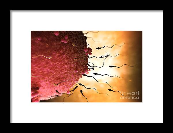 Fertility Framed Print featuring the photograph Sperm And Ovum #3 by Science Picture Co