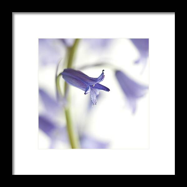 Blue Bell Framed Print featuring the photograph Spring Bluebells #3 by Carol Leigh