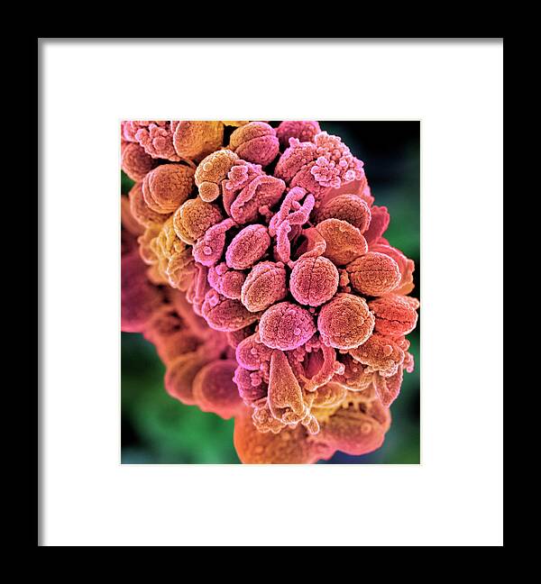 Streptococcus Framed Print featuring the photograph Streptococcus Bacteria #3 by Science Photo Library