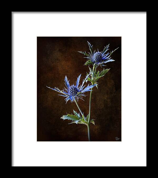 Flower Framed Print featuring the photograph Thistle #2 by Endre Balogh