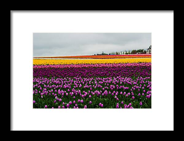Tulip Framed Print featuring the photograph Tulip Field #1 by Hisao Mogi