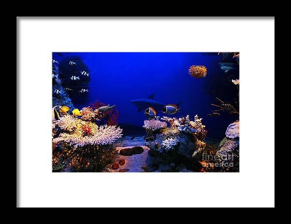 Underwater Framed Print featuring the photograph Underwater scene #3 by Michal Bednarek