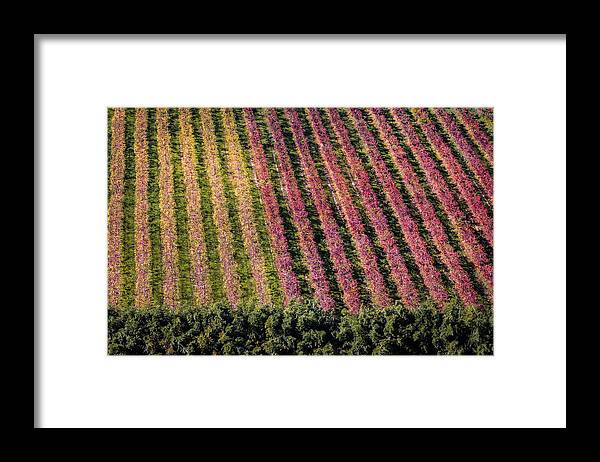 Dardagna Framed Print featuring the photograph Vineyard #3 by Stefano Termanini