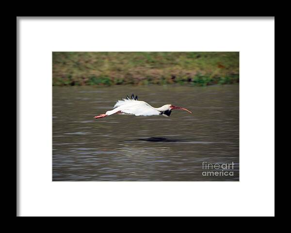 White Ibis In Flight Framed Print featuring the photograph White Ibis in Flight by Savannah Gibbs