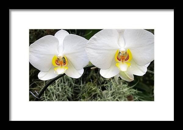 Orchid Framed Print featuring the photograph White orchids #3 by Sue Morris