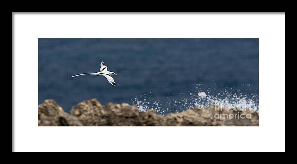 White-tailed Tropicbird Framed Print featuring the photograph White-tailed Tropicbird #1 by Jean-Luc Baron