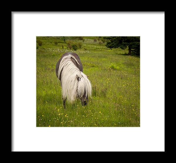 Appalachian Trail Framed Print featuring the photograph Wild Horses by Joye Ardyn Durham