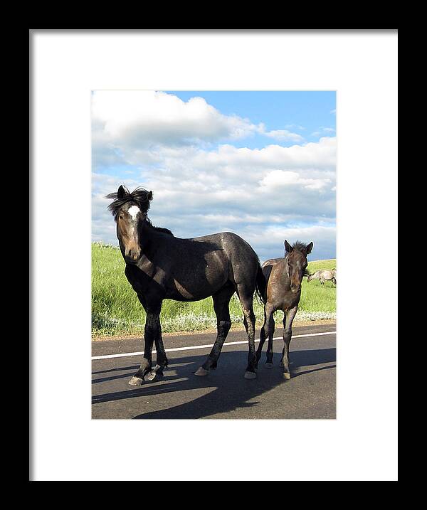 Wild Framed Print featuring the photograph Wild Horses by Patricia Januszkiewicz