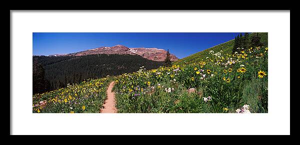 Photography Framed Print featuring the photograph Wildflowers In A Field, West Maroon #3 by Panoramic Images