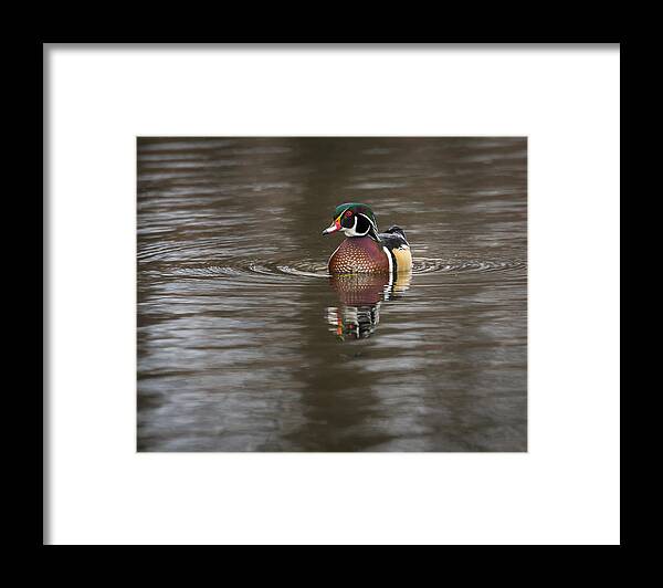 Animal Framed Print featuring the photograph Wood Duck #1 by Jack R Perry