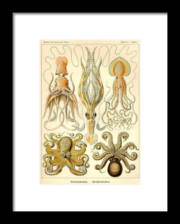 Art Forms In Nature Sea Life Framed Print By Ernst Haeckel