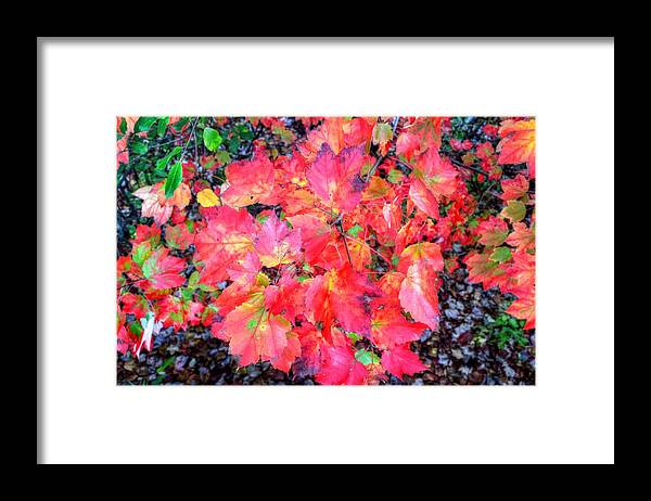 Fall Foliage In New Hampshire Framed Print featuring the photograph Fall Foliage in New Hampshire #30 by Paul James Bannerman