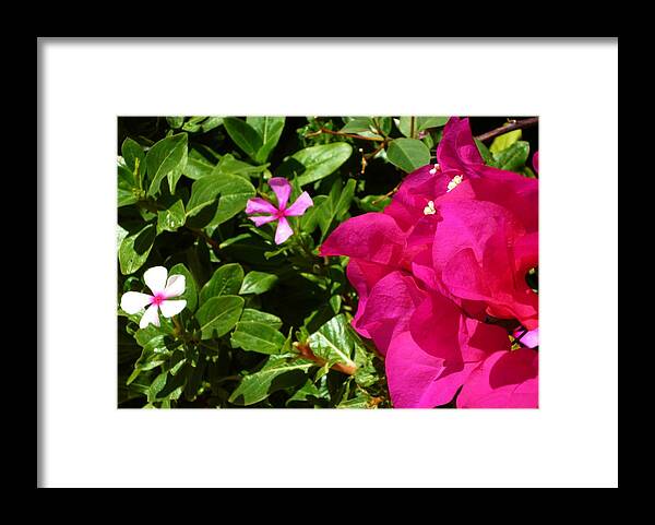 Plant Framed Print featuring the photograph 303 by Everyday Beauty