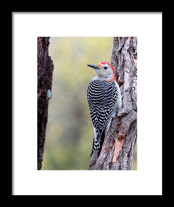 Nature Framed Print featuring the photograph Red-bellied Woodpecker #31 by Jack R Brock