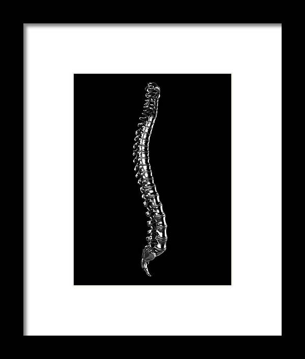 Artwork Framed Print featuring the photograph Human Spine #32 by Sebastian Kaulitzki