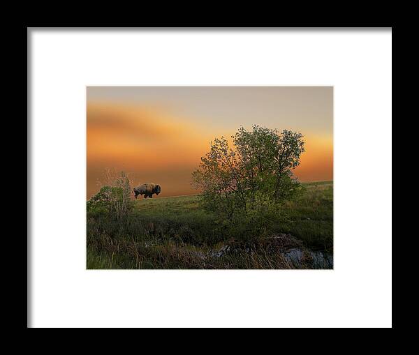 Buffalo Framed Print featuring the photograph 3241 by Peter Holme III
