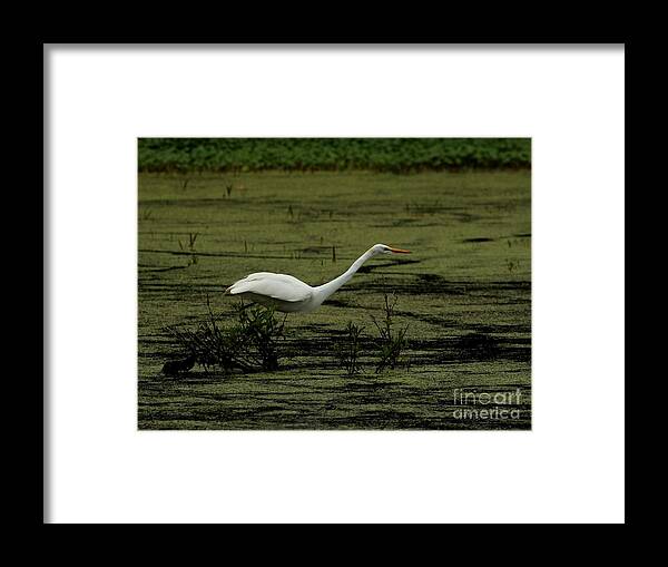 Nature Framed Print featuring the photograph Great Egret #35 by Jack R Brock