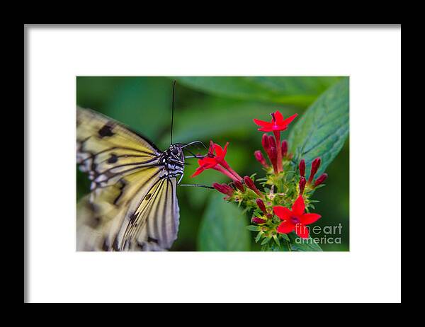 Butterfly Framed Print featuring the photograph Butterfly #7 by Rene Triay FineArt Photos