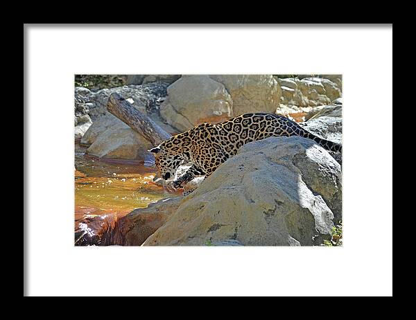 Leopard Framed Print featuring the photograph 37- Jaguar by Joseph Keane