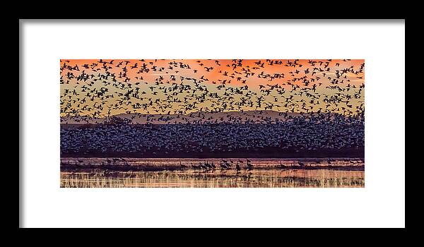 Avian Framed Print featuring the photograph USA, New Mexico, Bosque Del Apache #37 by Jaynes Gallery