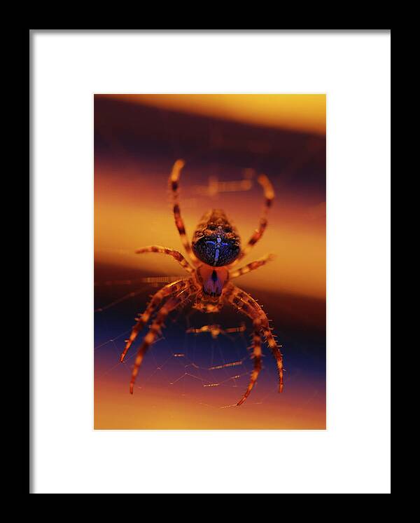 Araneus Diadematus Framed Print featuring the photograph USA, Oregon, Portland #39 by Jaynes Gallery