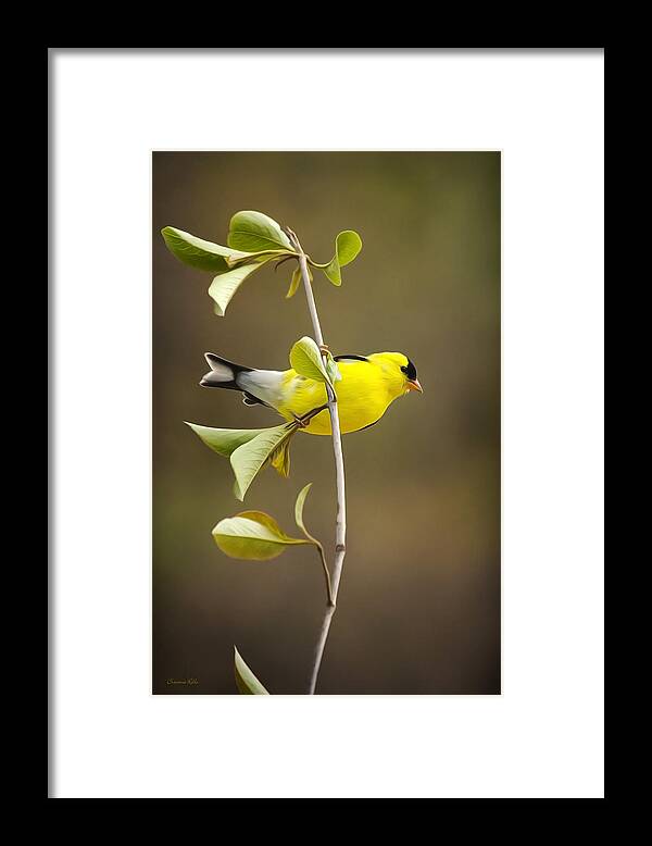 Goldfinch Framed Print featuring the painting American Goldfinch by Christina Rollo