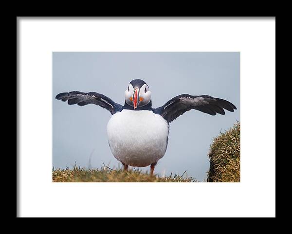 Photography Framed Print featuring the photograph Atlantic Puffin Fratercula Arctica #4 by Panoramic Images