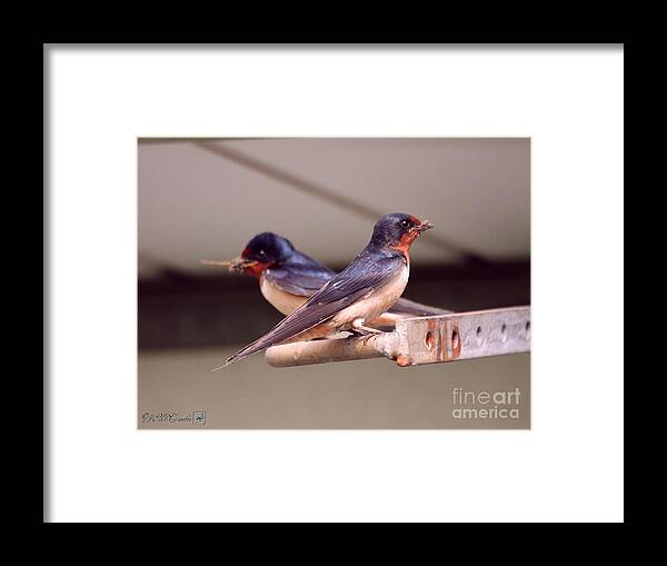 Mccombie Framed Print featuring the photograph Barn Swallows Constructing Their Nest #3 by J McCombie