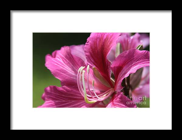 Aloha Framed Print featuring the photograph Bauhinia blakeana - Hong Kong Orchid - Hawaiian Orchid Tree #4 by Sharon Mau