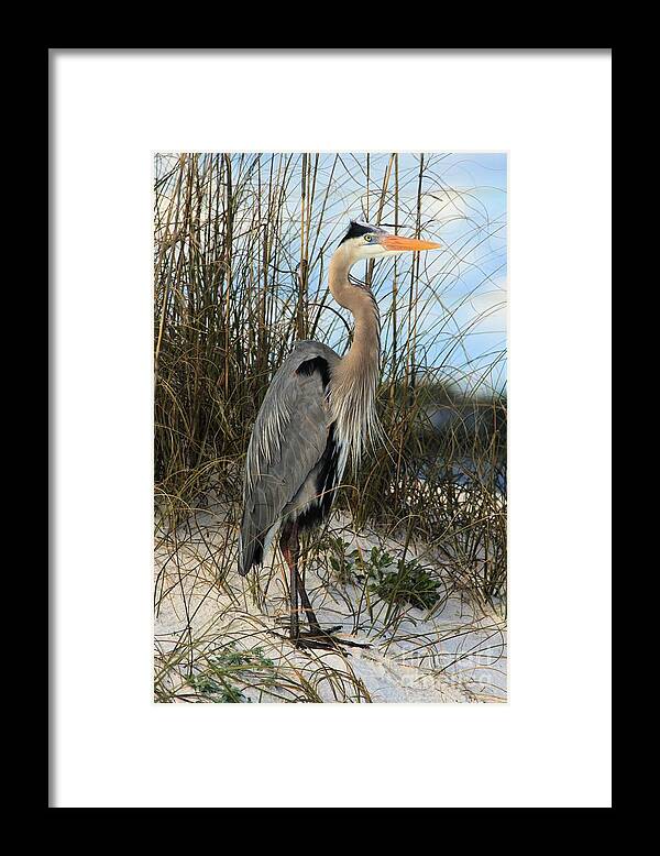 Gulf Islands National Seashore Framed Print featuring the photograph Blending In #5 by Adam Jewell