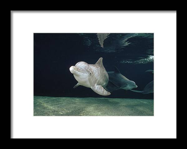 Feb0514 Framed Print featuring the photograph Bottlenose Dolphin Pair Hawaii by Flip Nicklin