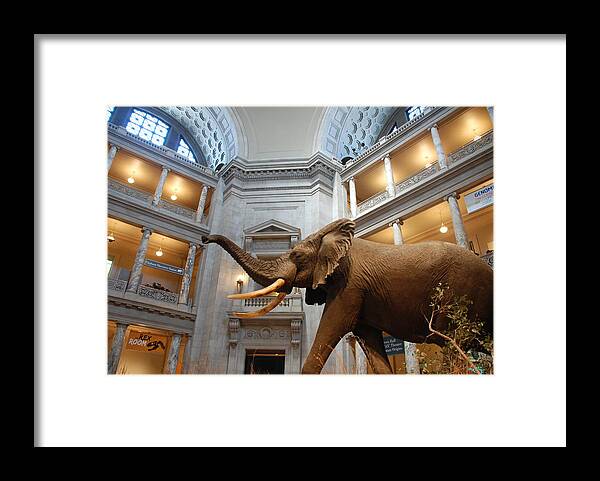 Bull Elephant Framed Print featuring the photograph Bull Elephant in Natural History Rotunda by Kenny Glover