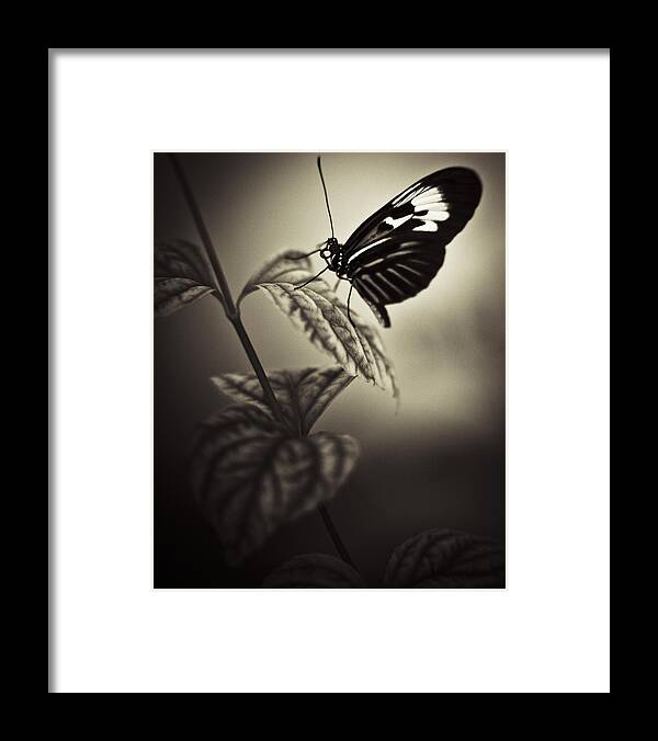 Butterfly Framed Print featuring the photograph Butterfly Brown Tone #3 by Bradley R Youngberg