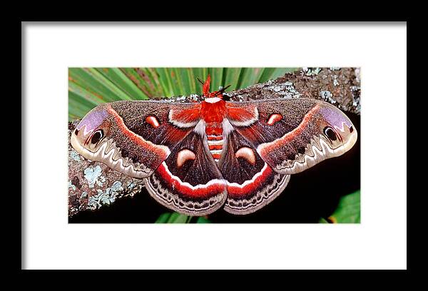 Cecropia Moth Framed Print featuring the photograph Cecropia Moth Hyalophora Cecropia #4 by Millard H. Sharp